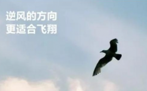 逆风飞翔